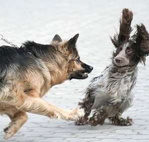Fight vs. Flight