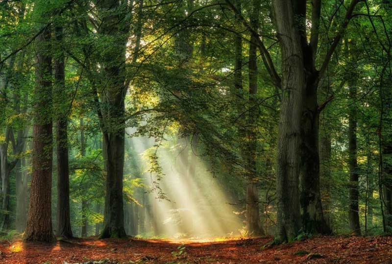 Light shining through trees in a forest.