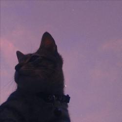 User Profile: knightlycoffee1