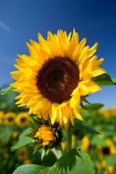Sunflowerladylove profile picture