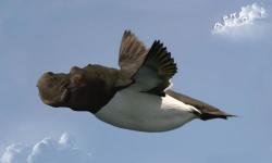 User Profile: FlyingHipopotamus