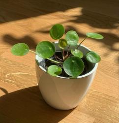 User Profile: Huduhaven