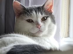 Profile: Pipstery