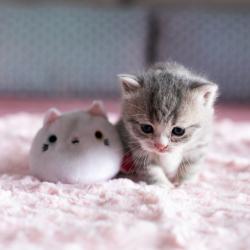 User Profile: PeacefulCupcake3582