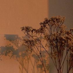 User Profile: SereneShadow