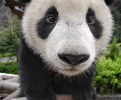 User Profile: colorfulPanda8664