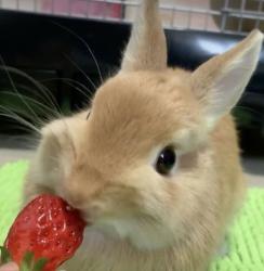 User Profile: ShannonStrawberry