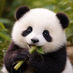 User Profile: ListeningGiantPanda