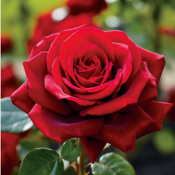 User Profile: RoseLikeTheFlower86