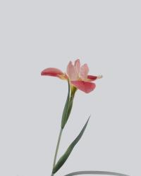 User Profile: strawberrycharm6