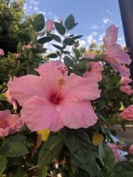 User Profile: RaymondHibiscus