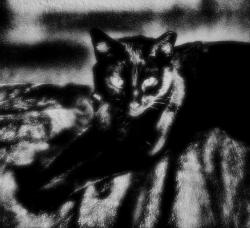 User Profile: GreyTheCat
