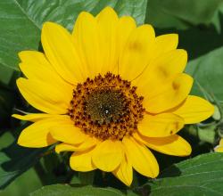 User Profile: EliseLeaf