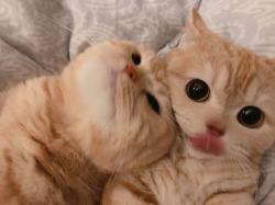 User Profile: cathugsandharmony