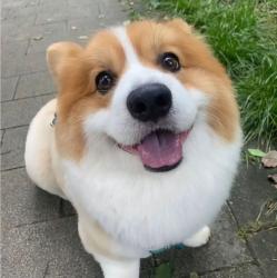 User Profile: PupboiCody