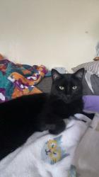 Profile: compassionatecat72