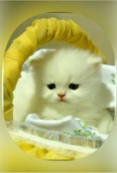 User Profile: yellowflowersinthedark