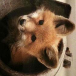 User Profile: CherrySoul00