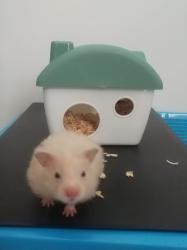 User Profile: DoveyDovey