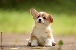 User Profile: beautifulPup4210