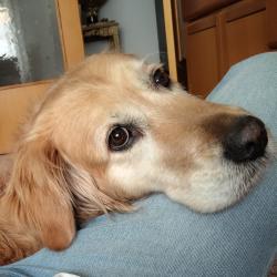 User Profile: wonderfullSeal6528