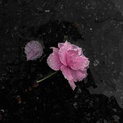User Profile: Heart09