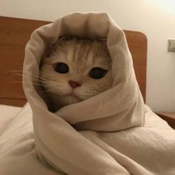 User Profile: CozyCat8507