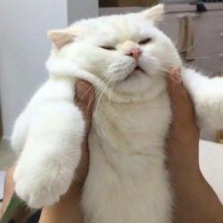 User Profile: KindKitten123