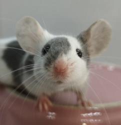 User Profile: ImallEarsforu777