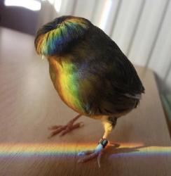 Profile: wonderousDreamer58