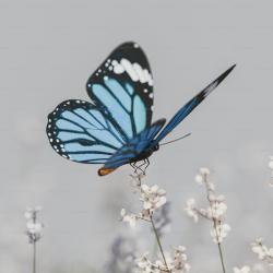 User Profile: enjoythebutterflies