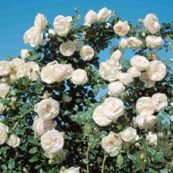 User Profile: peacefulRose1346