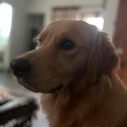 User Profile: Ansh24