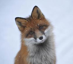User Profile: TheFox3