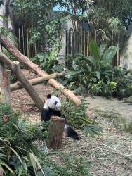 User Profile: PandaHearsYou
