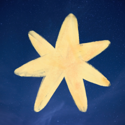 User Profile: starryJoy2222