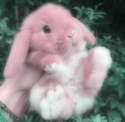 User Profile: PinkBunny111