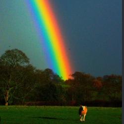 User Profile: LovingRainbow4278