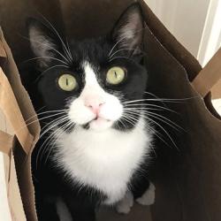 User Profile: JustacatTotalkTo