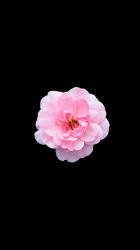 User Profile: Peaceandlove4541