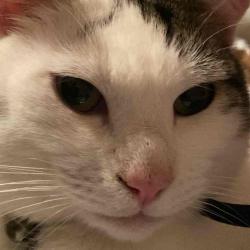 User Profile: softWings6897