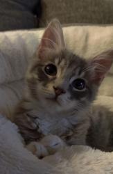 User Profile: miacohennn