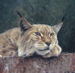 User Profile: Lynx11
