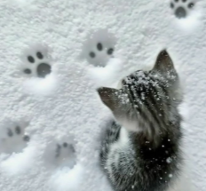 User Profile: SolLitWhiskers