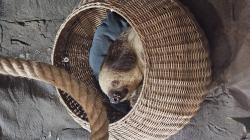User Profile: AshtheSloth28