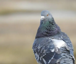 User Profile: columbidae123