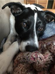 User Profile: Pippen