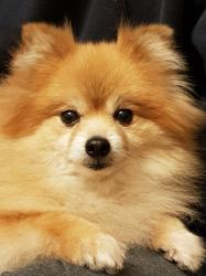 User Profile: Bibsterina