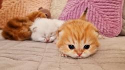 User Profile: fruitypebblecat
