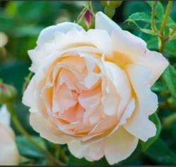 User Profile: zealousRose5745